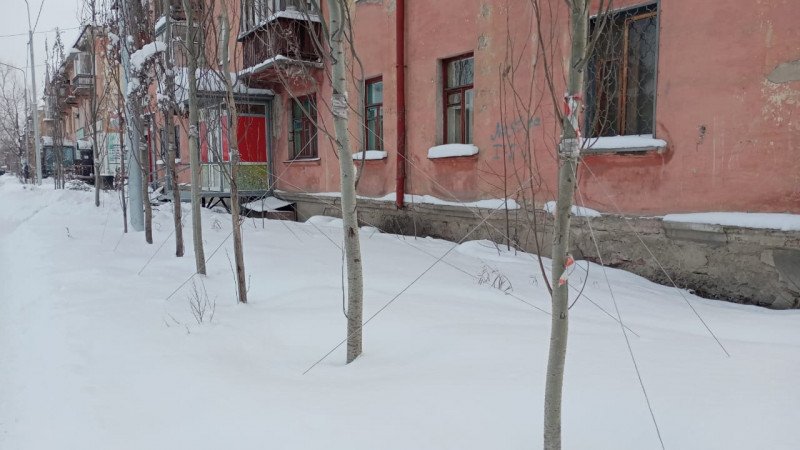 Акимат Усть-Каменогорска проиграл суд из-за вырубленных деревьев