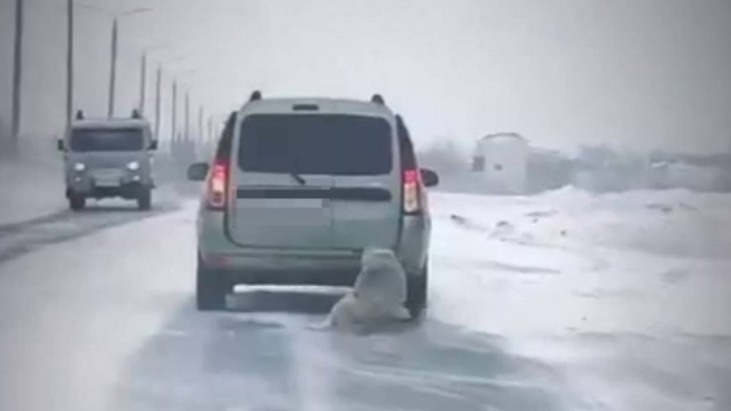 Привязанную к машине собаку протащили по дороге в Павлодарской области