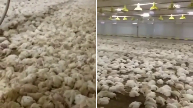 Больше 40 тысяч кур задохнулись на птицефабрике в Алматинской области