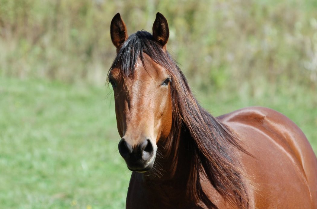 Лошадей на 5 млн тенге похитил житель Туркестанской области