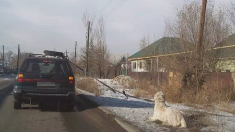 Водитель протащил собаку по дороге в Алматинской области 