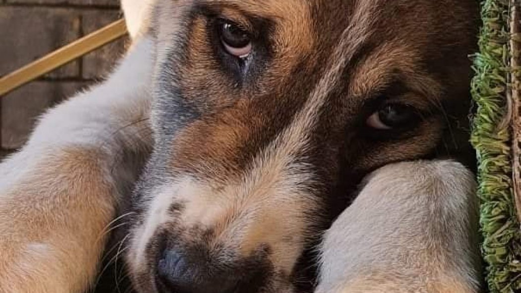 Отстрелившего ухо собаке мужчину задержали в Акмолинской области