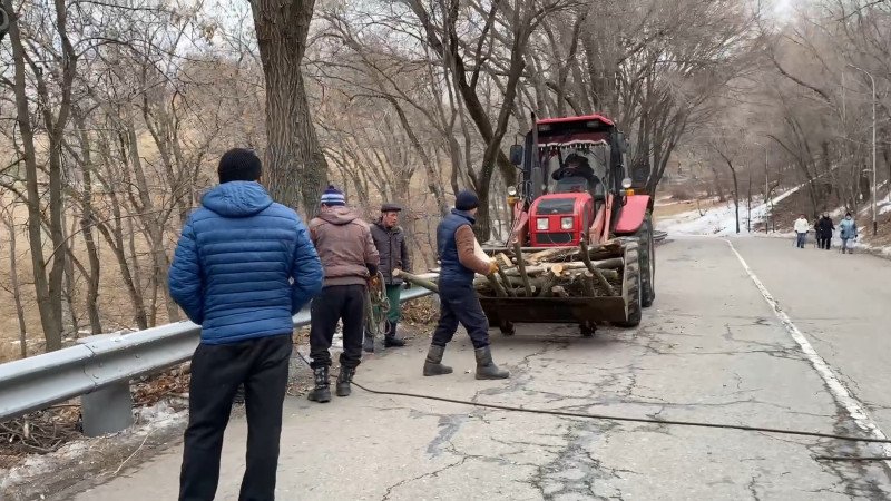 На вырубку деревьев по дороге на Кок-Тобе пожаловались жители Алматы