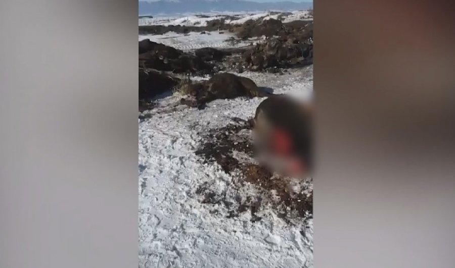 Домашний скот гибнет от Сибирской язвы в Алматинской области