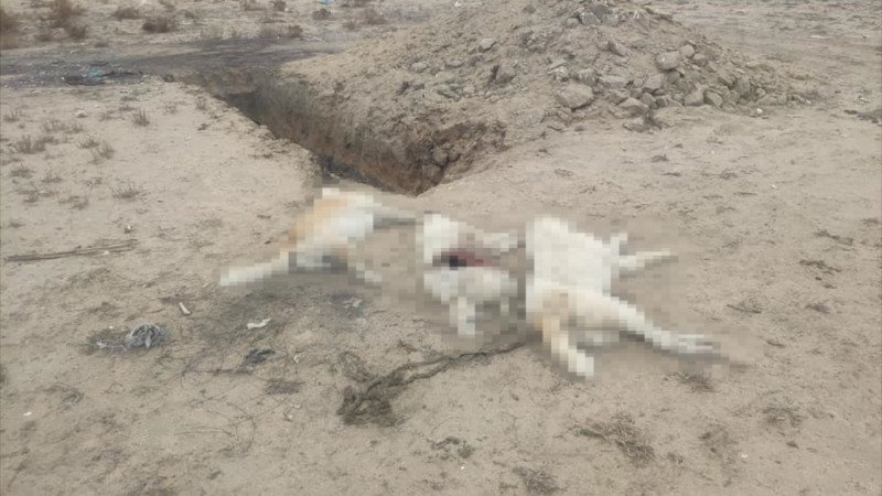 Чиновника наказали за яму с мертвыми собаками в Мангистауской области 
