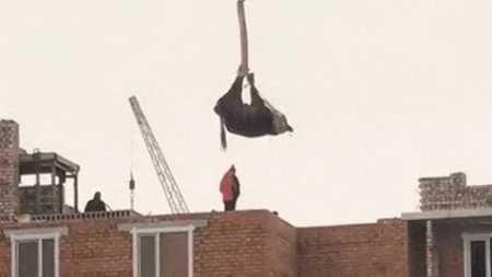 Корову подняли на кране на крышу здания в Нур-Султане