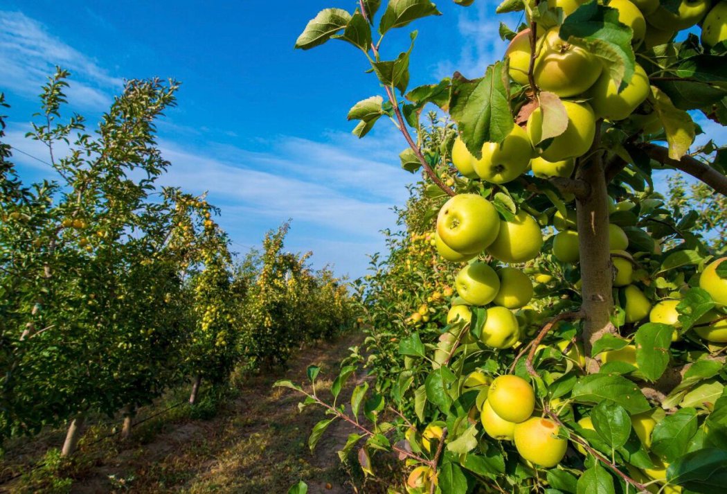 В Алматинской области к концу года объем валовой продукции сельского хозяйства достигнет 1 трлн. тенге