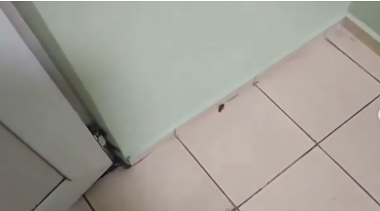 На тараканов и крыс пожаловались в больнице Алматы: что ответили санврачи(ВИДЕО)