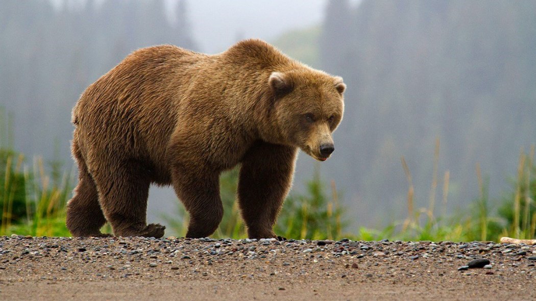 Жителя ВКО осудили за убийство медведя