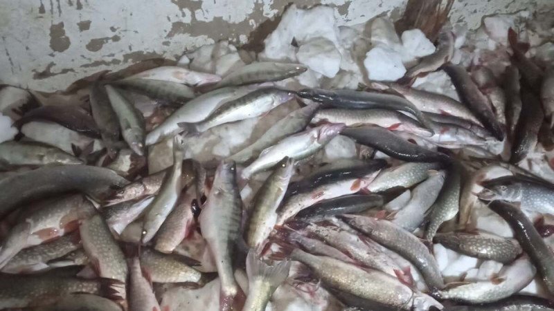 5 тонн рыбы на 14 миллионов тенге выловили браконьеры ВКО