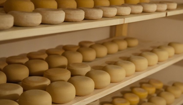Изысканные сорта сыра производят в Акмолинской области