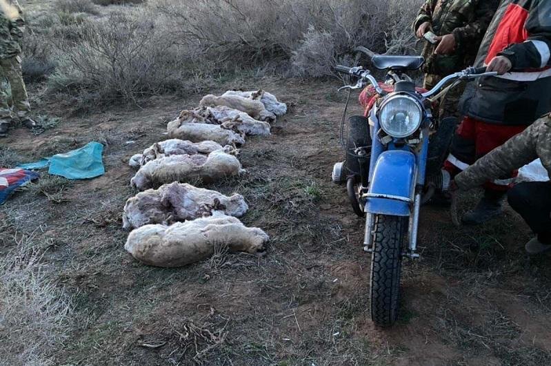 Түркістан облысында бірнеше ақбөкен атқан браконьерлер ұсталды