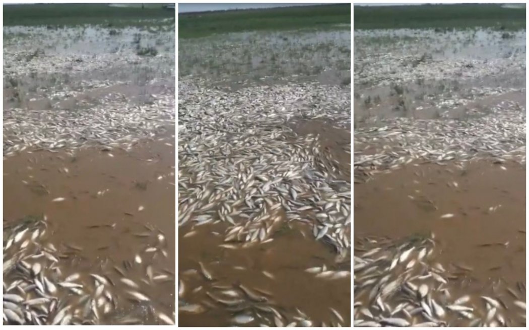 Рыба массово гибнет в Урале