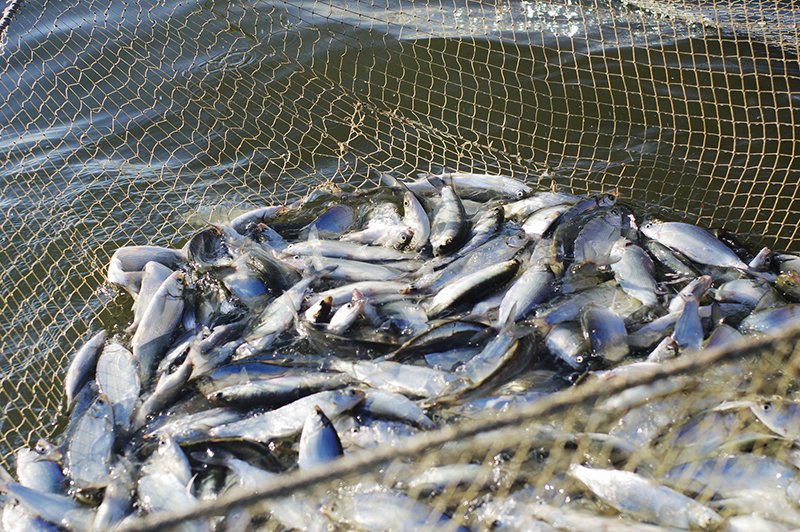 200 кг рыбы изъяли у браконьеров в Карагандинской области