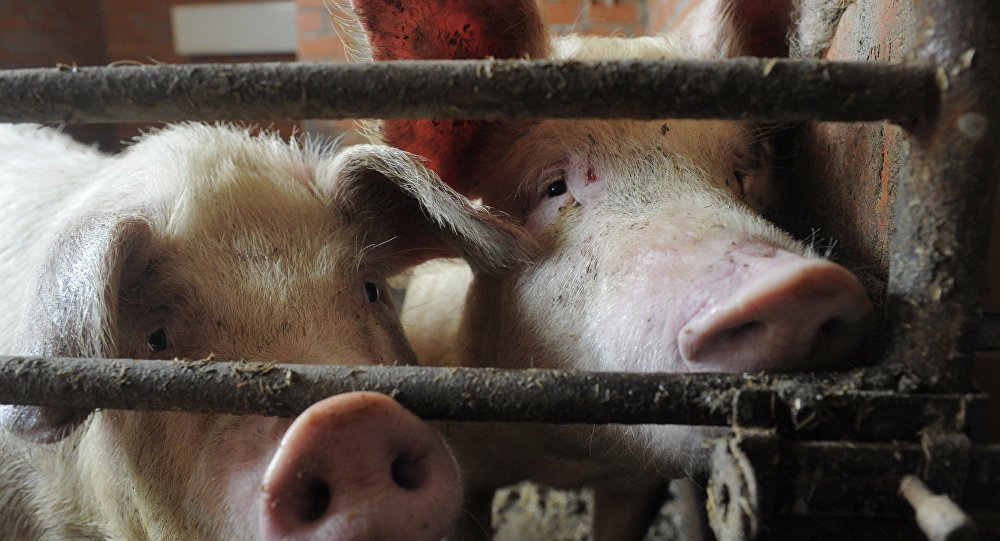 Скандальную свиноферму в Актюбинской области оштрафовали на 7 миллиардов тенге
