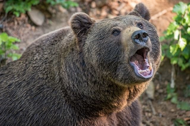 Медведь забрел на детскую площадку в ВКО