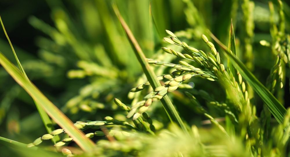 Аграрии Кызылординской области сократили посевы риса из-за маловодья Сырдарьи