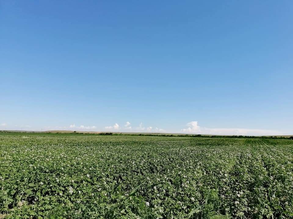 Ордабасинский район: за 5 месяцев объем сельхозпродукции составил 14 млрд тенге