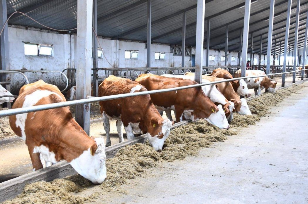 В Акмолинской области растет производство молочных продуктов