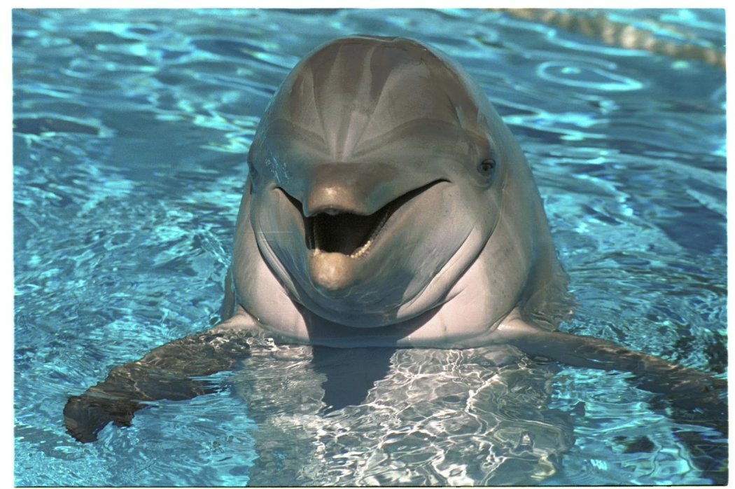 Желіде "Алакөлдегі дельфиндер" түсірілген видео таралып жатыр