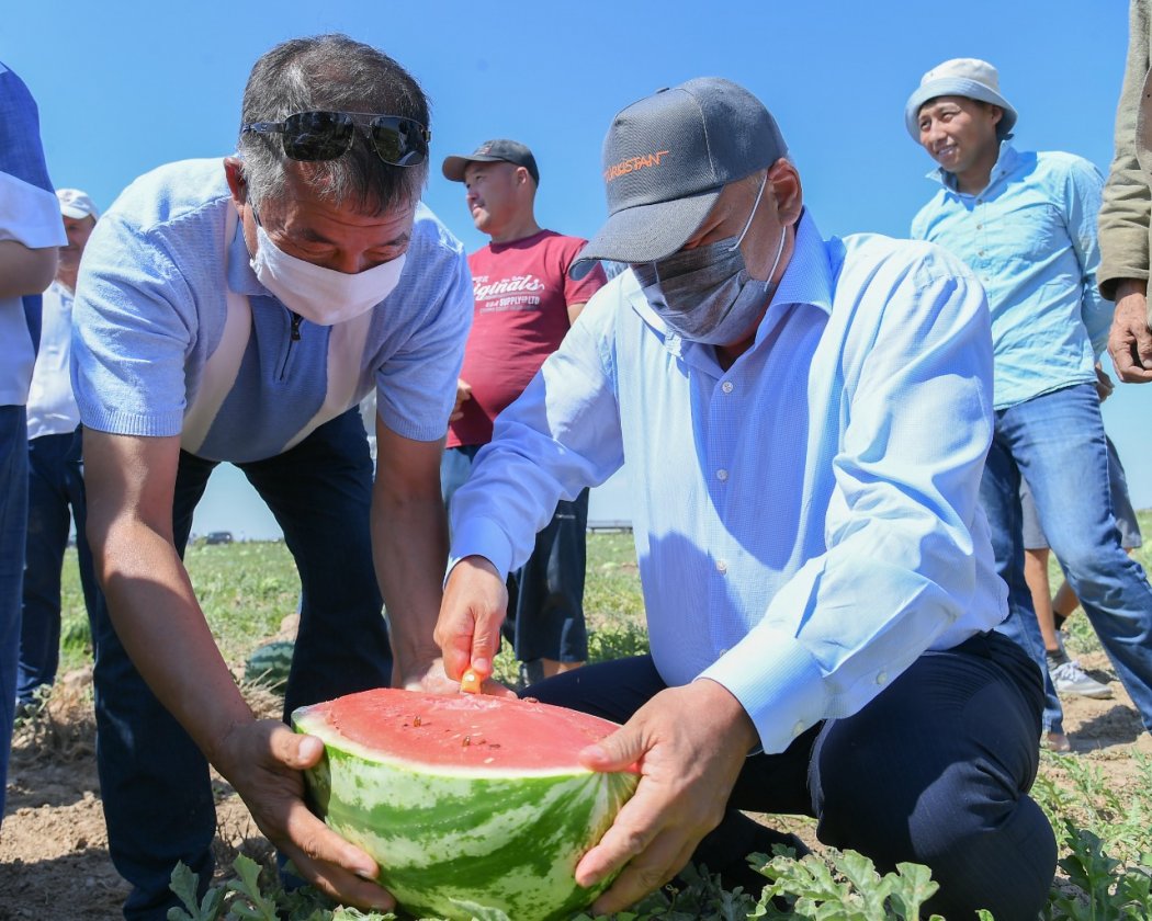 В зеленом поясе Туркестана собрали первый урожай бахчевых
