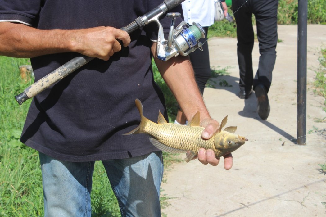 Туркестан: толебийский житель разводит около 10 тысяч рыб