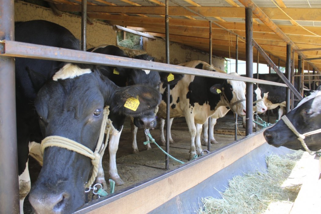В Толебийском районе запустили мини-молочную ферму 