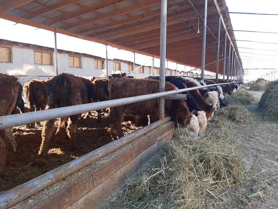 Туркестан: За полгода сайрамцы экспортировали более 9 тонн мяса
