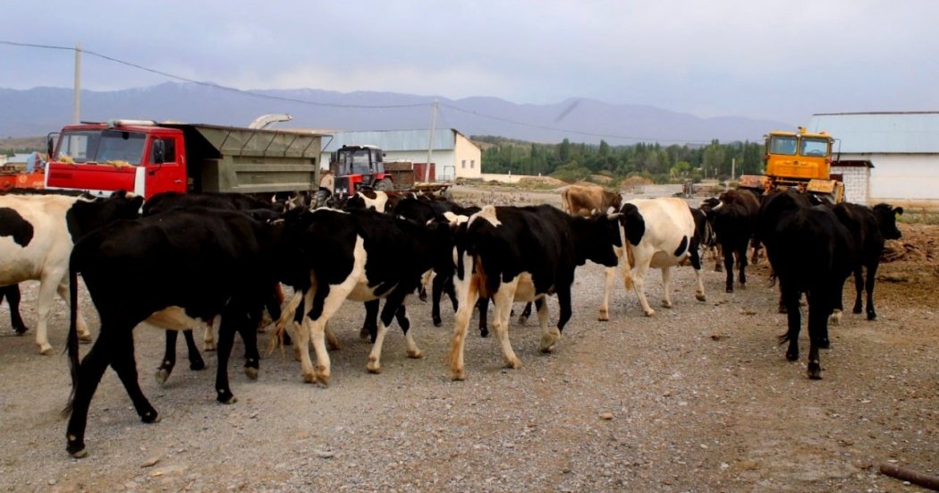 Крестьянское хозяйство в Толеби производит 130 тонн мяса