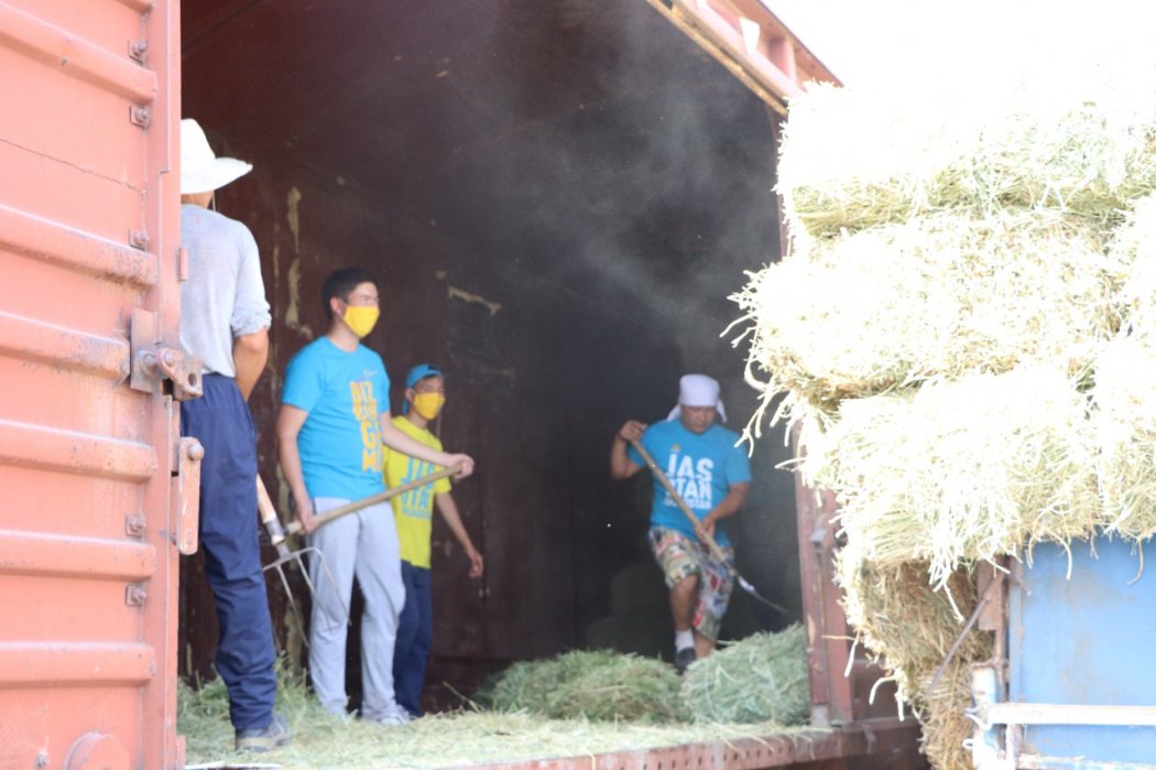 Туркестан: Из Ордабасинского района в Мангистау отправлено 4 вагона корма для скота 