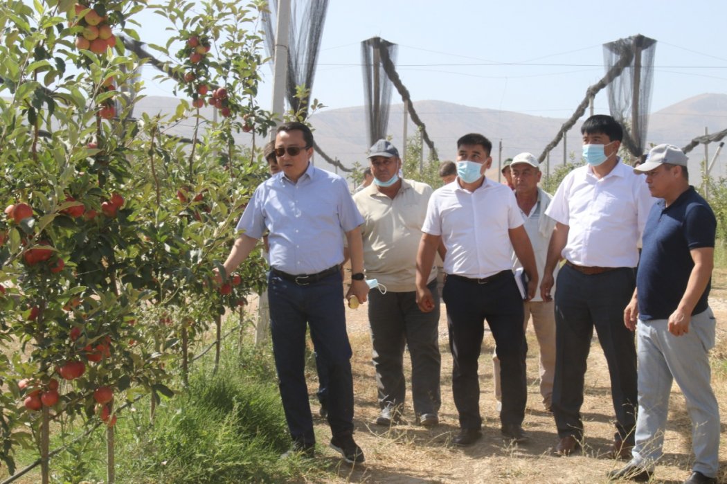 Туркестан: Интенсивный сад в Толе би превысил 400 гектаров 