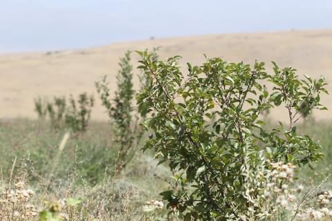 Туркестан: В Толебийском районе успешно развивается яблоневое хозяйство