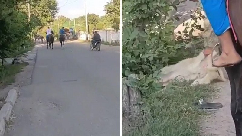 Алматы облысында жасөспірімдер көкпарға ит тартқан