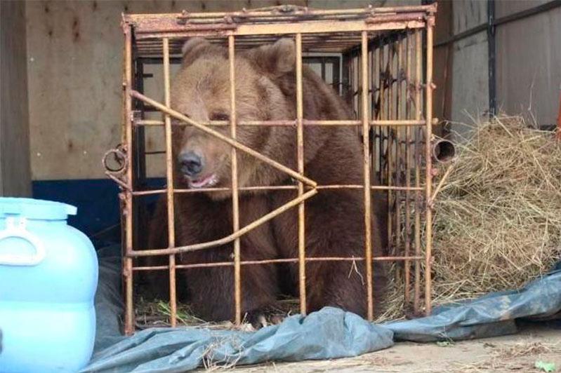 Медведица покусала пятилетнюю девочку на базе отдыха в Костанае