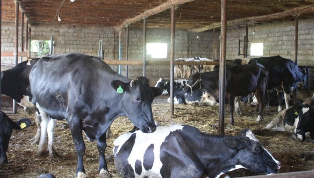 Туркестан: Толебийские крестьяне реализуют тонну молока в сутки 