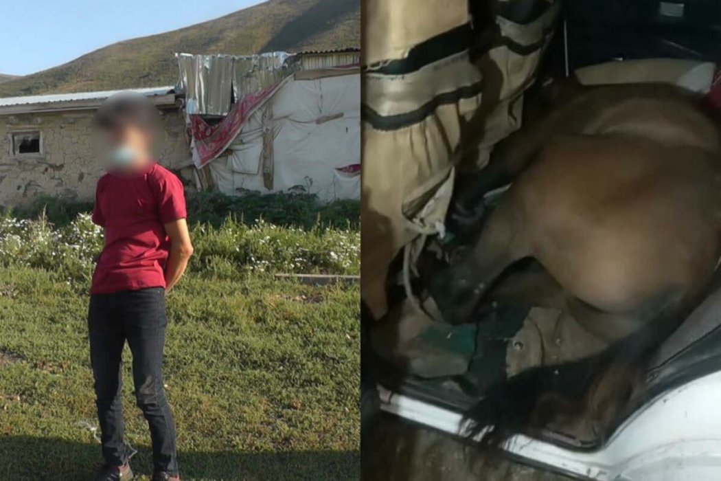 Житель ВКО перевозил украденную лошадь в салоне легкового автомобиля