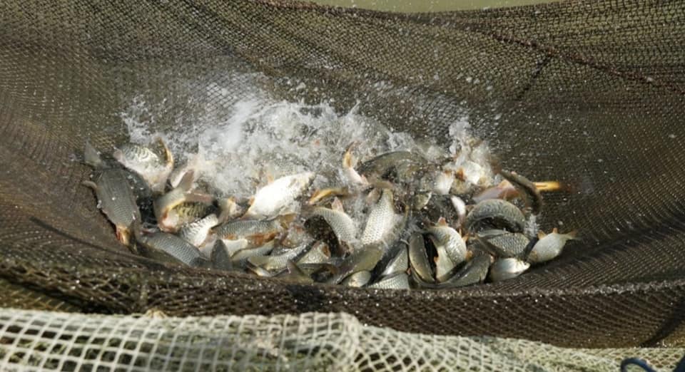 Жетысайская рыба экспортируется за рубеж