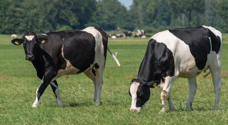 Вспышка бруцеллёза в СКО: у сельчан забирают скот и уничтожают