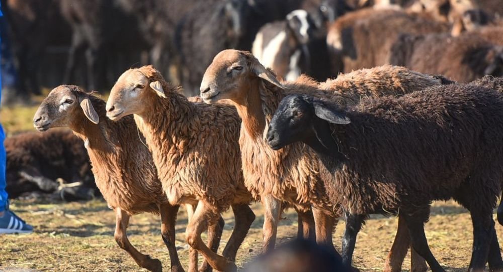 Машина сбила отару овец в СКО: погибли 14 голов