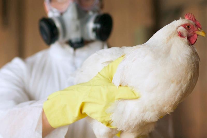 Птичий грипп выявили еще в одном регионе Казахстана