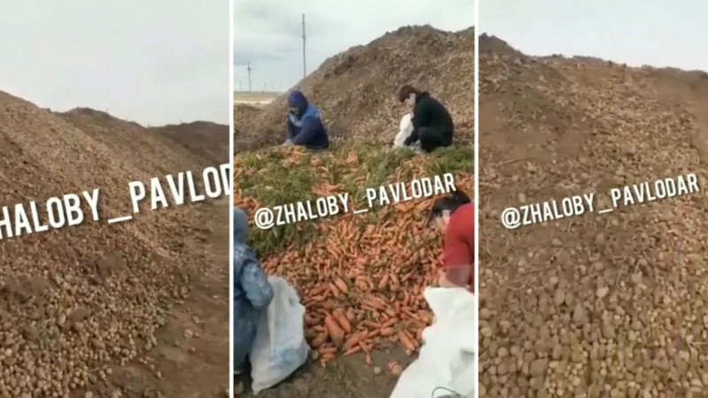 Павлодар облысында далаға картоп пен сәбіз үйіндісі тасталған