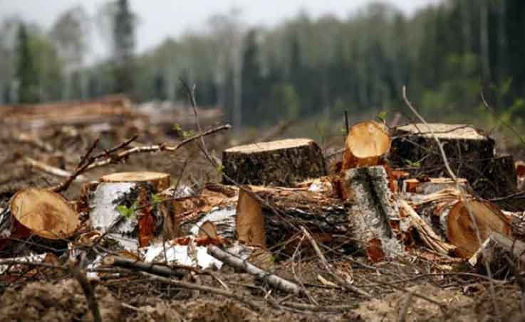 Незаконная вырубка деревьев: предъявлены иски на 90 млн тенге