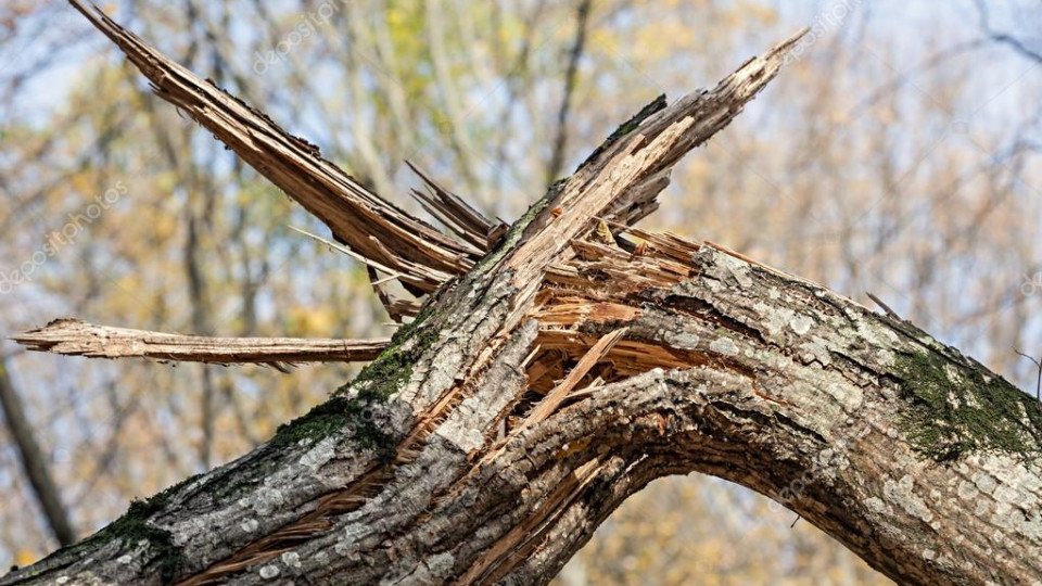 Упавшее из-за урагана в Таразе дерево повредило позвоночник 11-летнему мальчику