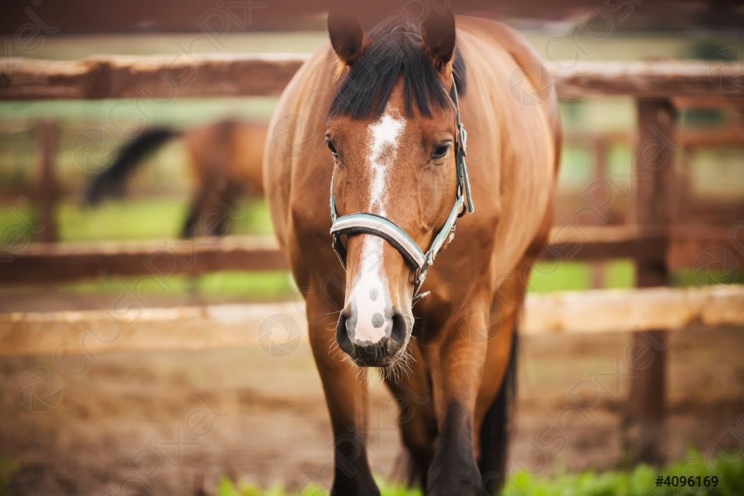 Забой лошади закончился переломом черепа для жителя Павлодарской области