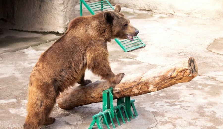 Женщина сбросила девочку в вольер к медведю в зоопарке