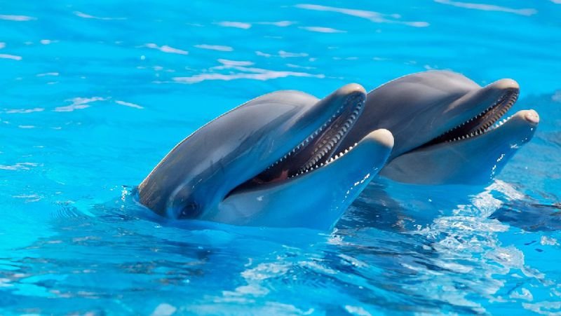 Экология министрлігі дельфинарилердің неліктен 2029 жылдан бастап жабылатынын түсіндірді