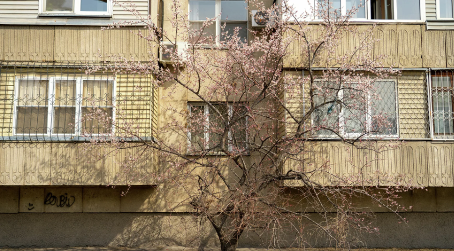 "Өмірде бармыз, есепте жоқпыз": Шымкент тұрғындары билікке шағым айтты