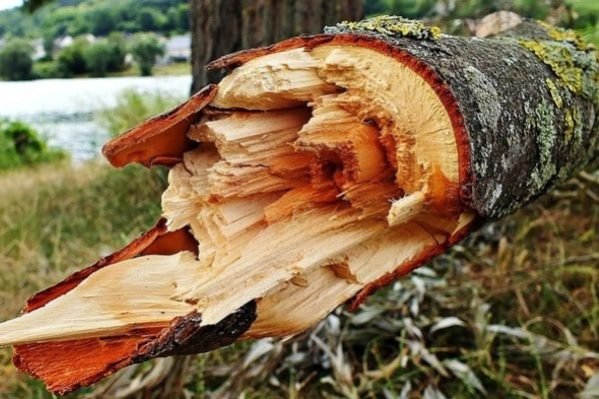 Дерево насмерть придавило ребенка в Таразе