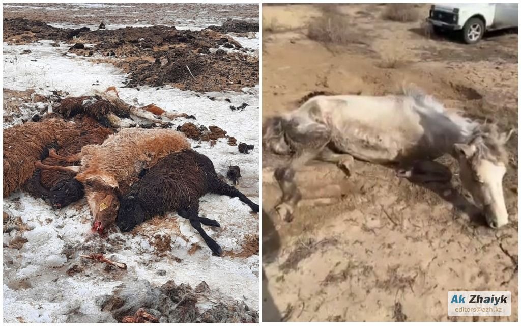 Скот массово гибнет в Атырауской области 
