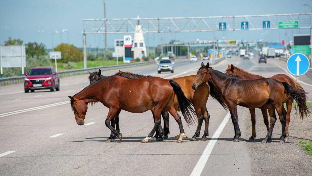Машина столкнулась с лошадью в Алматинской области: один человек погиб, трое пострадали